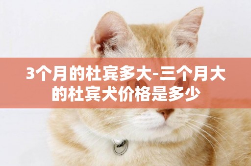3個月的杜賓多大-三個月大的杜賓犬價格是多少