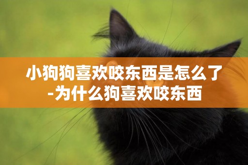 小狗狗喜歡咬東西是怎么了-為什么狗喜歡咬東西
