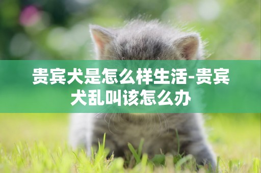 貴賓犬是怎么樣生活-貴賓犬亂叫該怎么辦