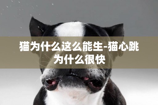 貓為什么這么能生-貓心跳為什么很快