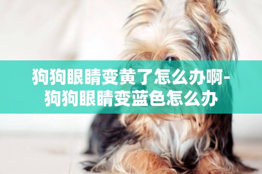 狗狗眼睛變黃了怎么辦啊-狗狗眼睛變藍色怎么辦