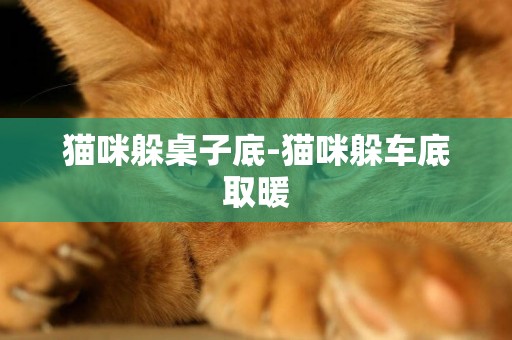 貓咪躲桌子底-貓咪躲車底取暖