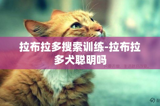 拉布拉多搜索訓練-拉布拉多犬聰明嗎