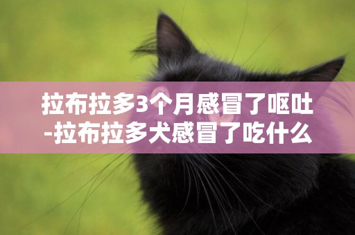 拉布拉多3個月感冒了嘔吐-拉布拉多犬感冒了吃什么藥