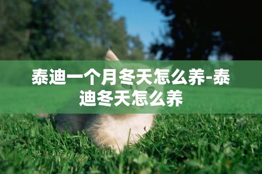 泰迪一個月冬天怎么養-泰迪冬天怎么養