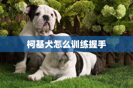 柯基犬怎么訓練握手