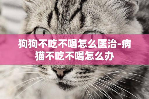 狗狗不吃不喝怎么醫治-病貓不吃不喝怎么辦