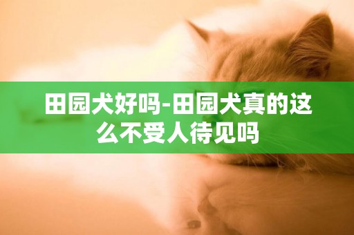田園犬好嗎-田園犬真的這么不受人待見嗎