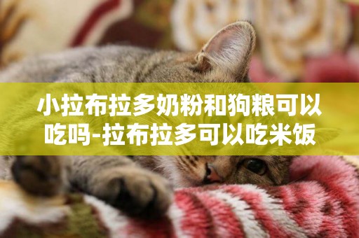 小拉布拉多奶粉和狗糧可以吃嗎-拉布拉多可以吃米飯嗎