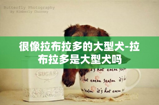 很像拉布拉多的大型犬-拉布拉多是大型犬嗎