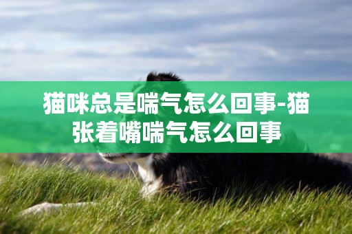 貓咪總是喘氣怎么回事-貓張著嘴喘氣怎么回事