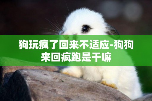 狗玩瘋了回來不適應-狗狗來回瘋跑是干嘛