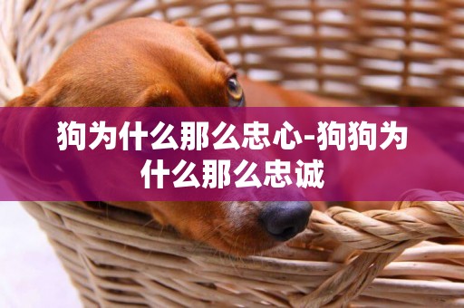 狗為什么那么忠心-狗狗為什么那么忠誠