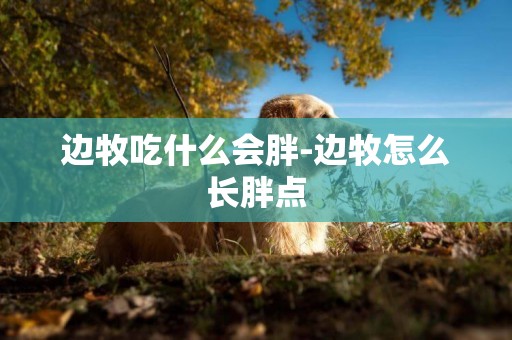 邊牧吃什么會胖-邊牧怎么長胖點