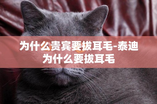 為什么貴賓要拔耳毛-泰迪為什么要拔耳毛