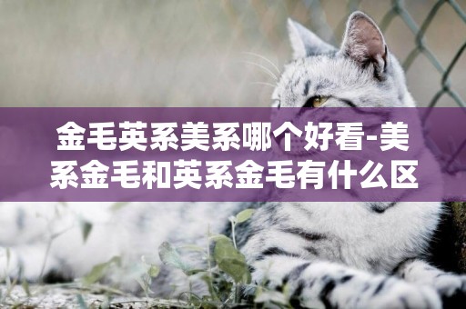 金毛英系美系哪個好看-美系金毛和英系金毛有什么區別呢