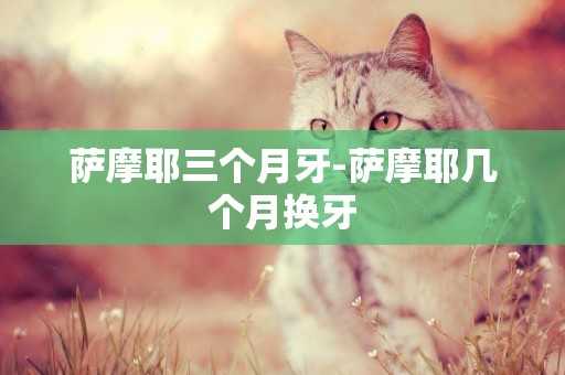 薩摩耶三個月牙-薩摩耶幾個月換牙