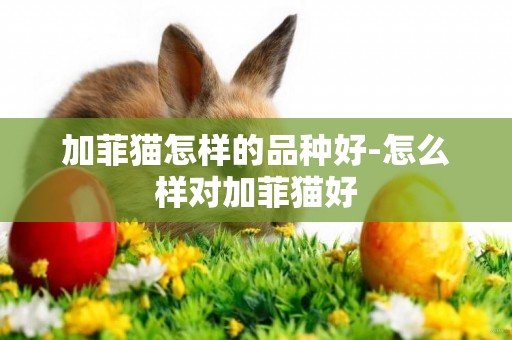 加菲貓怎樣的品種好-怎么樣對加菲貓好