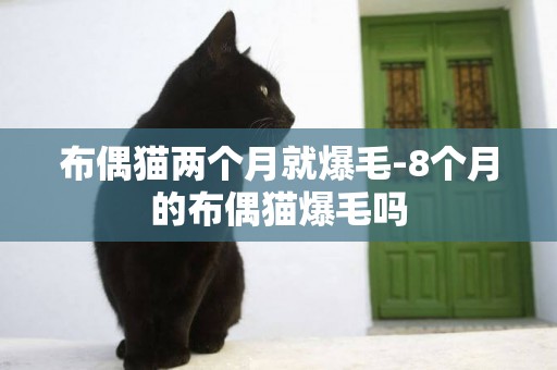布偶貓兩個月就爆毛-8個月的布偶貓爆毛嗎