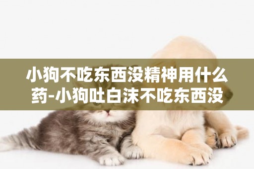 小狗不吃東西沒精神用什么藥-小狗吐白沫不吃東西沒精神