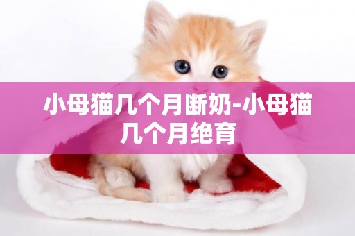 小母貓幾個月斷奶-小母貓幾個月絕育