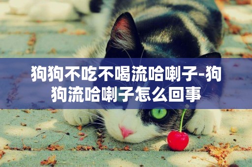 狗狗不吃不喝流哈喇子-狗狗流哈喇子怎么回事