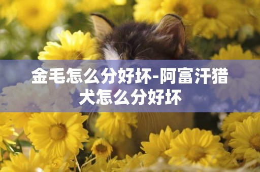 金毛怎么分好壞-阿富汗獵犬怎么分好壞