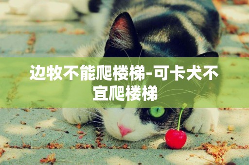 邊牧不能爬樓梯-可卡犬不宜爬樓梯