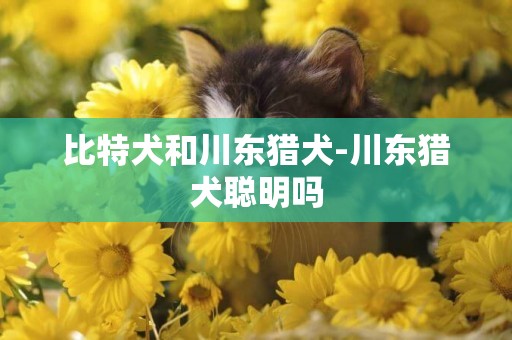 比特犬和川東獵犬-川東獵犬聰明嗎