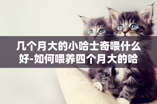 幾個月大的小哈士奇喂什么好-如何喂養四個月大的哈士奇