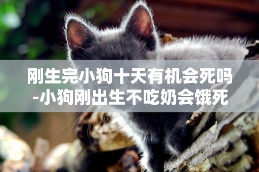 剛生完小狗十天有機會死嗎-小狗剛出生不吃奶會餓死嗎