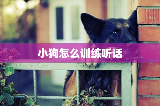 小狗怎么訓練聽話