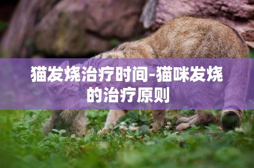 貓發燒治療時間-貓咪發燒的治療原則