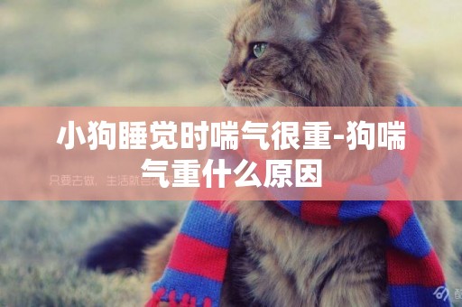 小狗睡覺時喘氣很重-狗喘氣重什么原因