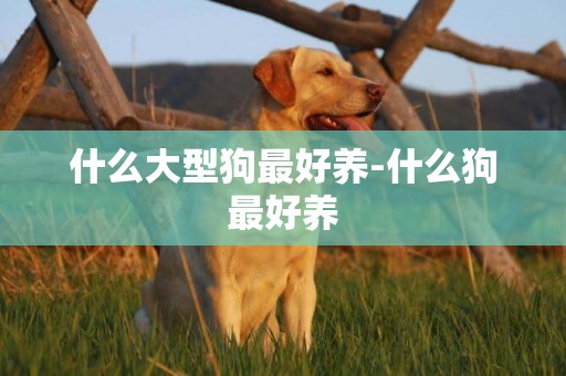 什么大型狗最好養-什么狗最好養