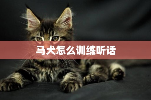 馬犬怎么訓練聽話
