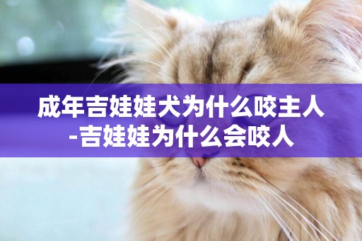 成年吉娃娃犬為什么咬主人-吉娃娃為什么會咬人