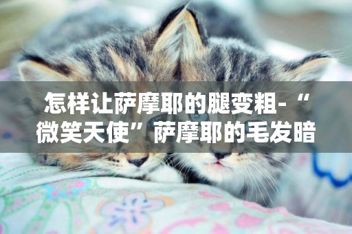 怎樣讓薩摩耶的腿變粗-“微笑天使”薩摩耶的毛發暗淡粗糙