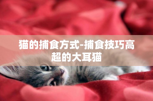 貓的捕食方式-捕食技巧高超的大耳貓