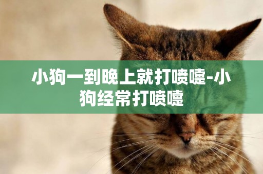 小狗一到晚上就打噴嚏-小狗經常打噴嚏