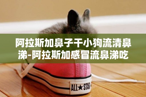 阿拉斯加鼻子干小狗流清鼻涕-阿拉斯加感冒流鼻涕吃什么藥