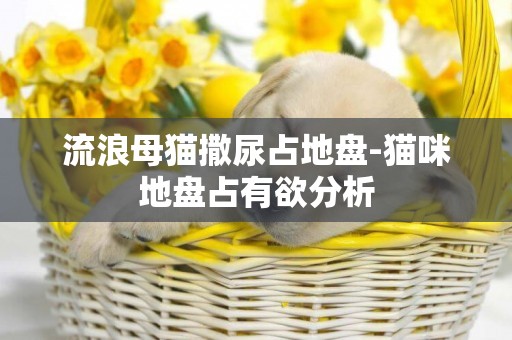 流浪母貓撒尿占地盤-貓咪地盤占有欲分析