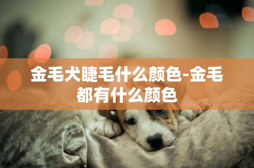金毛犬睫毛什么顏色-金毛都有什么顏色