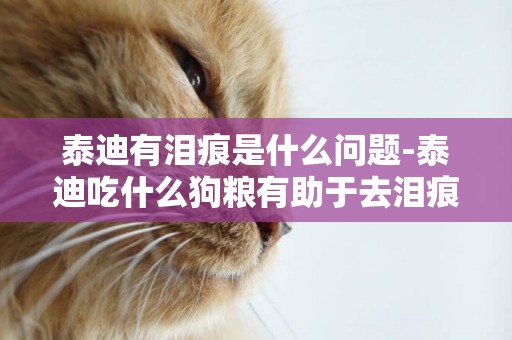 泰迪有淚痕是什么問題-泰迪吃什么狗糧有助于去淚痕