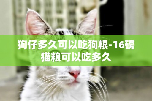 狗仔多久可以吃狗糧-16磅貓糧可以吃多久