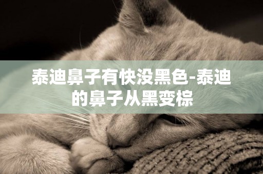 泰迪鼻子有快沒黑色-泰迪的鼻子從黑變棕