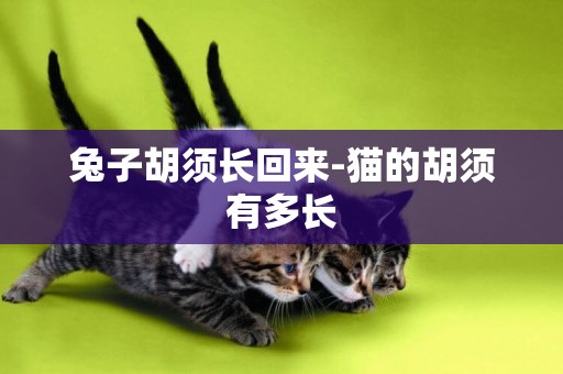 兔子胡須長回來-貓的胡須有多長