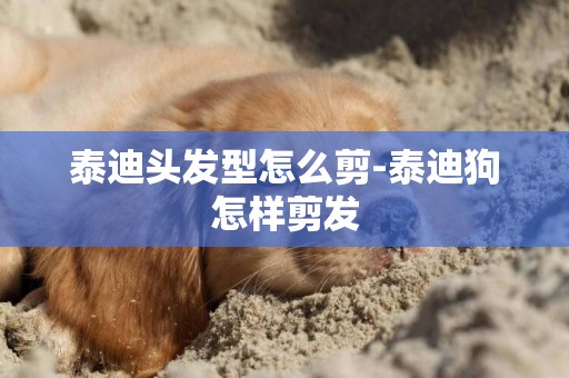泰迪頭發型怎么剪-泰迪狗怎樣剪發