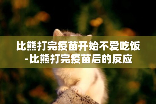 比熊打完疫苗開始不愛吃飯-比熊打完疫苗后的反應