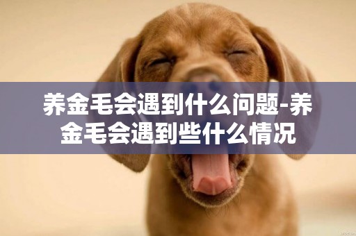 養金毛會遇到什么問題-養金毛會遇到些什么情況